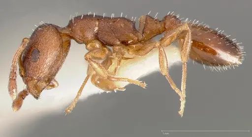 Temnothorax oxynodis specimen
