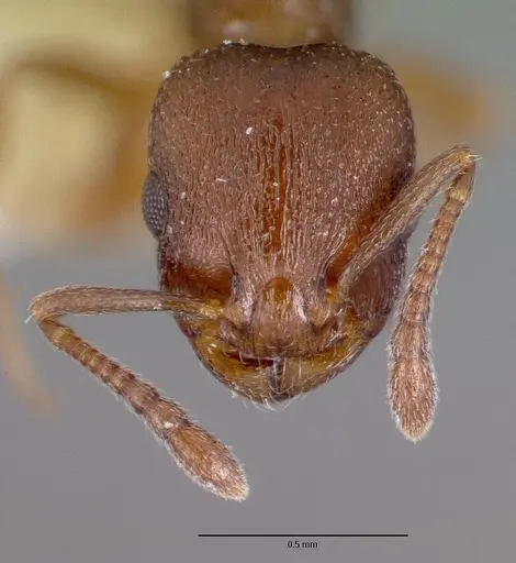 Temnothorax oxynodis - CASTYPE17706