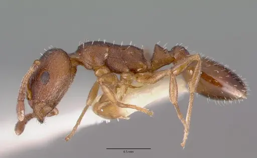 Temnothorax oxynodis - CASTYPE17706
