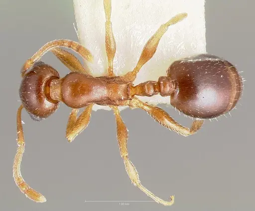 Temnothorax paiute specimen
