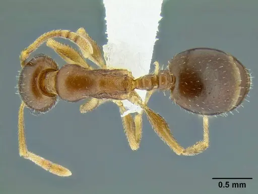 Temnothorax paiute specimen