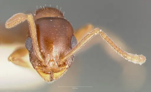 Temnothorax paiute specimen