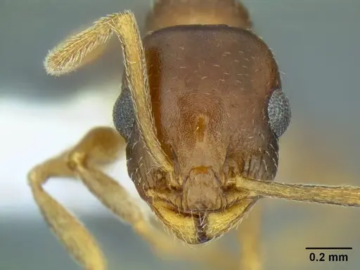 Temnothorax paiute - CASENT0005932