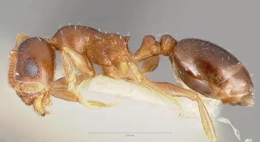 Temnothorax paiute - CASENT0005932