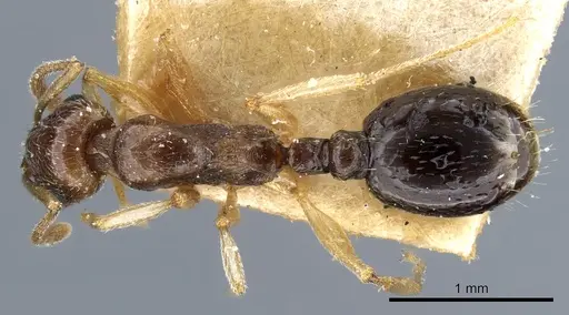 Temnothorax pallidipes specimen