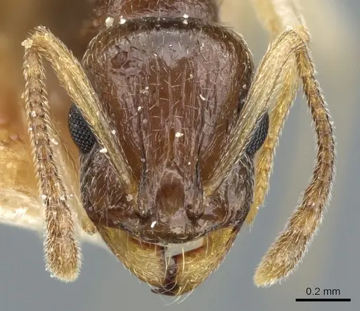 Temnothorax pallidipes specimen