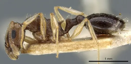 Temnothorax pallidipes specimen