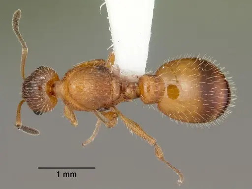 Temnothorax palustris specimen