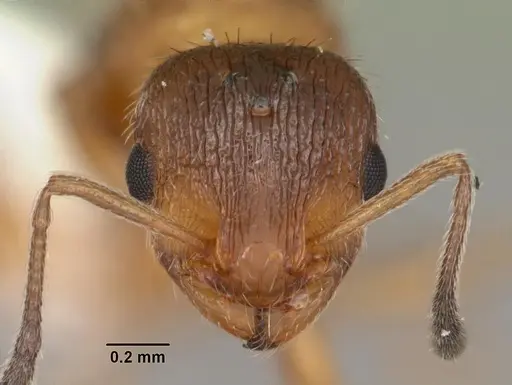 Temnothorax palustris specimen