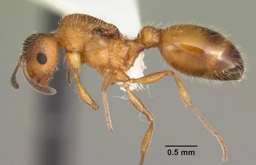 Temnothorax palustris specimen