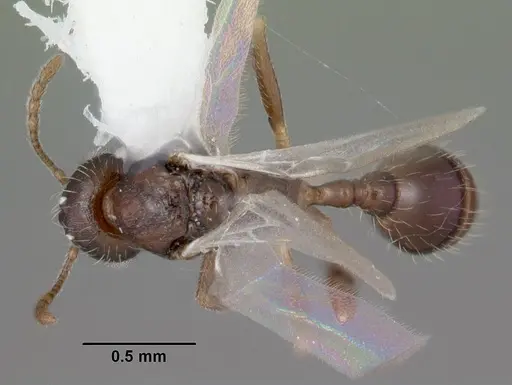 Temnothorax palustris - CASENT0104044