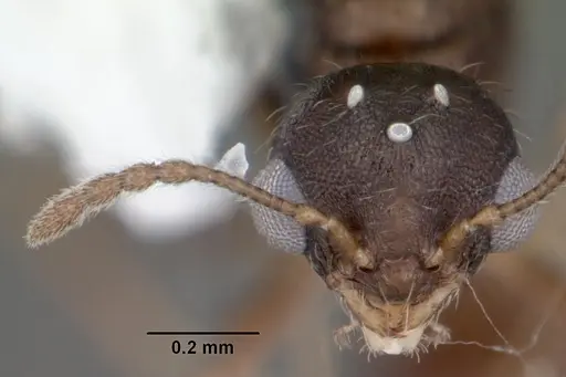 Temnothorax palustris - CASENT0104044