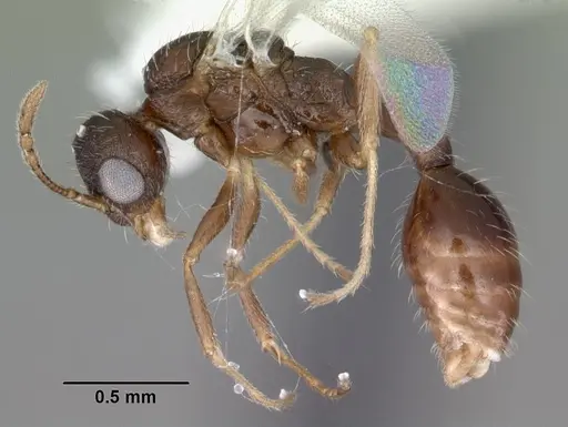 Temnothorax palustris - CASENT0104044