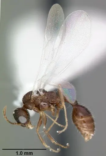 Temnothorax palustris - CASENT0104044