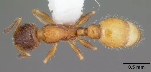 Temnothorax palustris - CASENT0104045