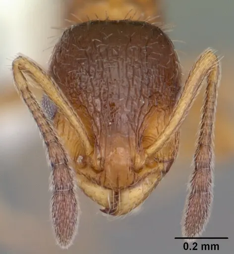 Temnothorax palustris - CASENT0104045