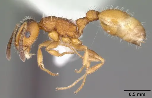 Temnothorax palustris - CASENT0104045