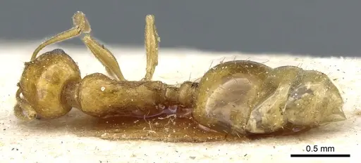 Temnothorax pamiricus specimen