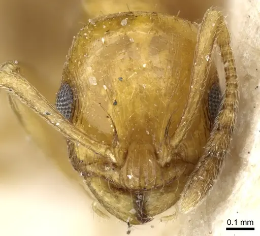 Temnothorax pamiricus specimen