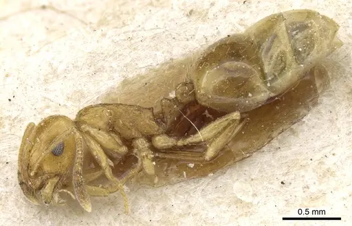 Temnothorax pamiricus specimen