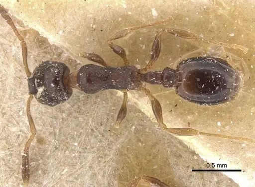 Temnothorax pan specimen