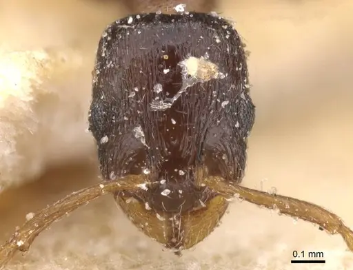 Temnothorax pan specimen