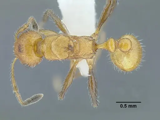 Temnothorax paraztecus specimen