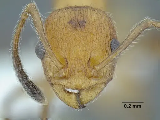 Temnothorax paraztecus specimen