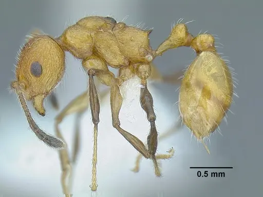 Temnothorax paraztecus specimen