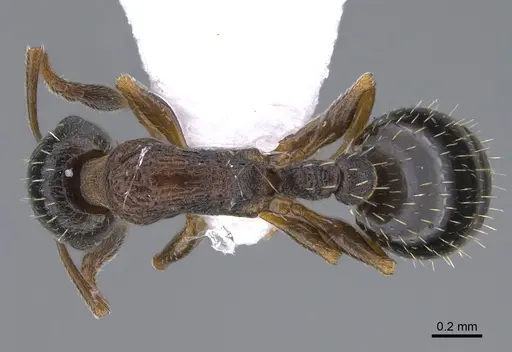 Temnothorax parnonensis specimen