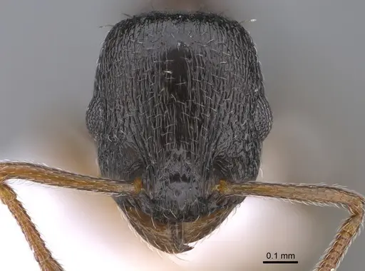 Temnothorax parnonensis specimen