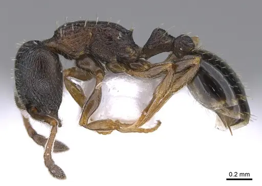 Temnothorax parnonensis specimen