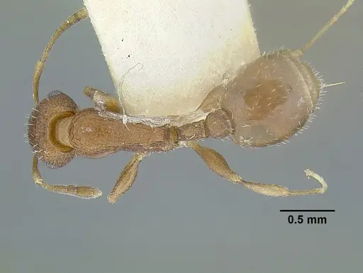 Temnothorax parralensis specimen