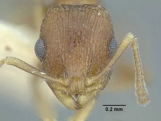 Temnothorax parralensis specimen