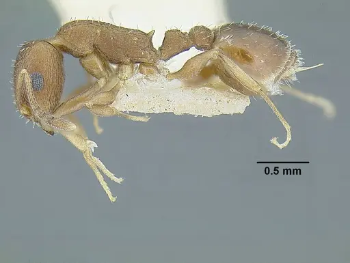 Temnothorax parralensis specimen