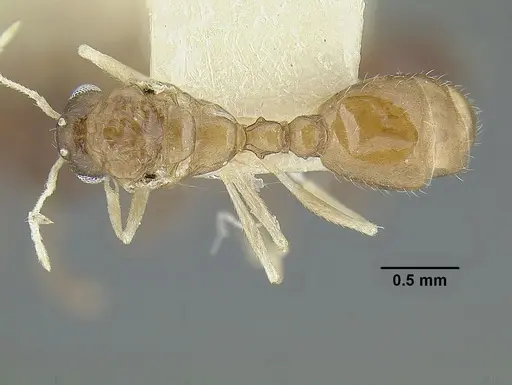 Temnothorax parralensis - LACMENT323356
