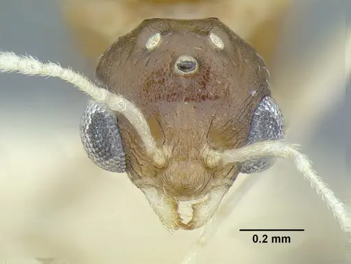 Temnothorax parralensis - LACMENT323356