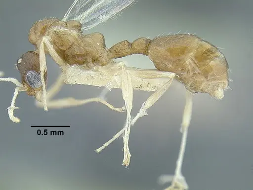 Temnothorax parralensis - LACMENT323356