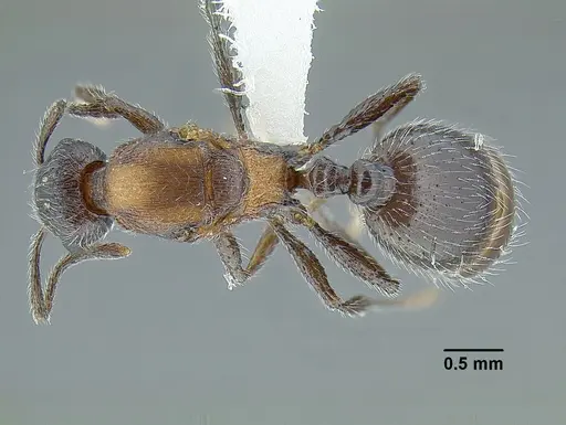 Temnothorax parvidentatus specimen