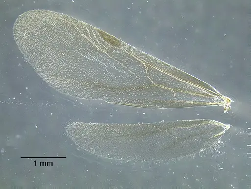 Temnothorax parvidentatus specimen