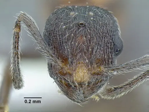 Temnothorax parvidentatus specimen