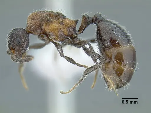 Temnothorax parvidentatus - CASENT0612665