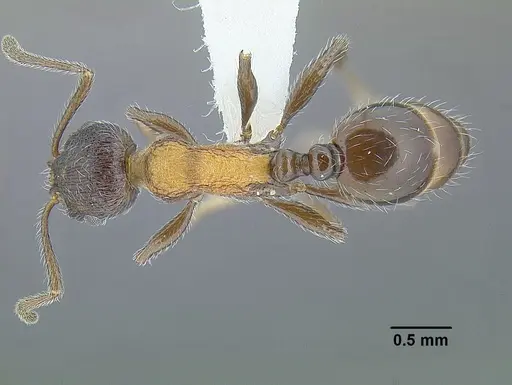Temnothorax parvidentatus - CASENT0756087