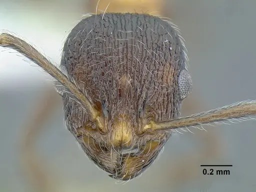 Temnothorax parvidentatus - CASENT0756087