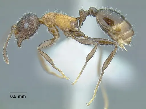 Temnothorax parvidentatus - CASENT0756087