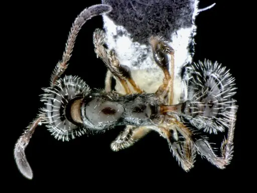 Temnothorax pergandei specimen