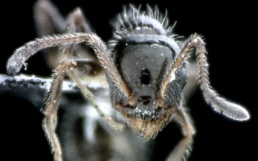 Temnothorax pergandei specimen