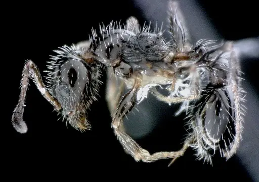 Temnothorax pergandei specimen