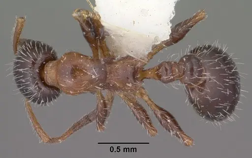 Temnothorax pergandei - CASENT0102842