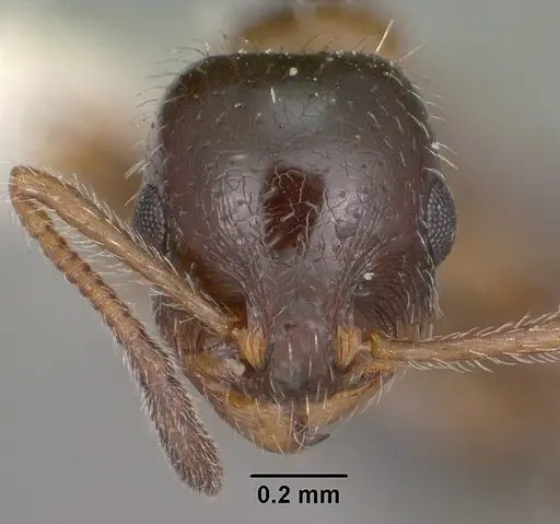 Temnothorax pergandei - CASENT0102842